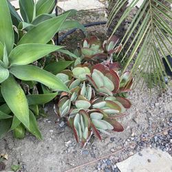 Paddle Plant Succulent  