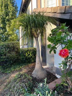 Large Mature Ponytail Palm — Huge Base —