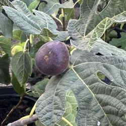 Plantas de Higos, Fig Trees 