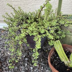 2 Pots of Rooted Elephant Bush