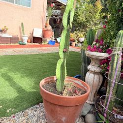Cactus 🌵 