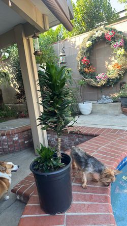 Plant