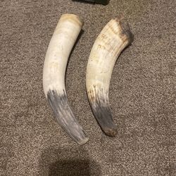 Large Bull Horns