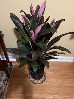 🪸Cordyline Plant🪸