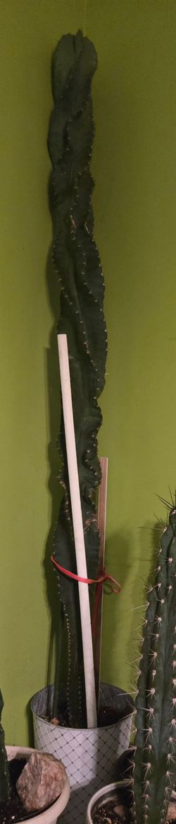 Cactus
