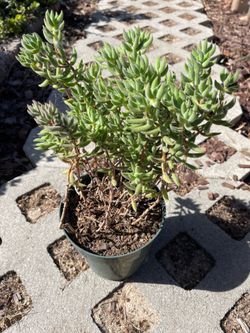 Fuzzy Pickle Plant