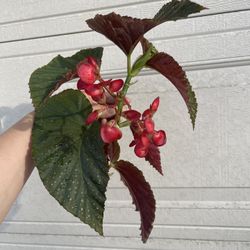 Begonia Lercerna Plant CUTTING 