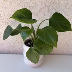 Homalonema Emerald Gem