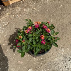 Lantana