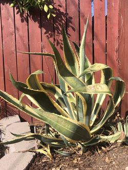 Beautiful Large Succulent