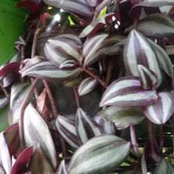 Planta Cebra