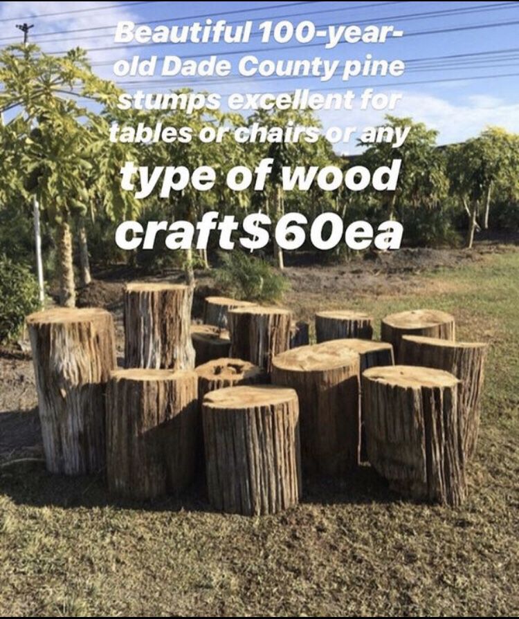 100-year-old Dade County pine stump’s