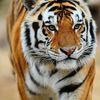 Leonel