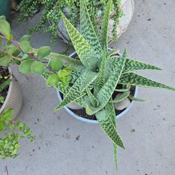 Aloevera In 10in Pot...indoor Or Outdoor