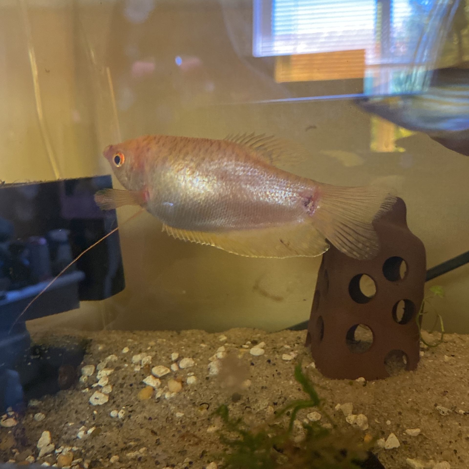 Gold Gourami
