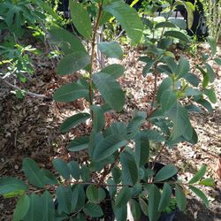 Arboles De Guayaba Color De Rosa 