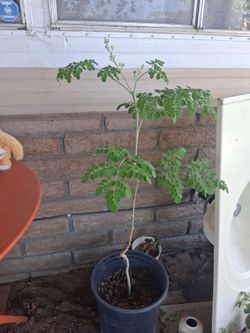 Moringa Tree Plant in Pot