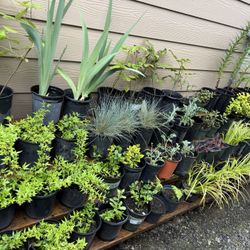 Perennial Plant !!! 