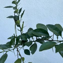 Homegrown Large Organic Orange Tree In Black Pot