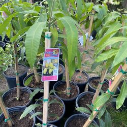 Fruit Trees
