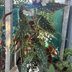 Begonias Plants Indoor Grande