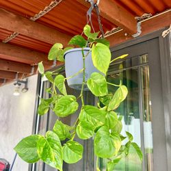 Pothos Plant With Hanging Pot