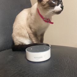 Amazon Alexa