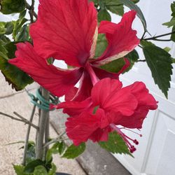 Red Poodle Hibiscus 