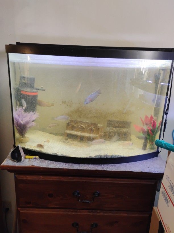 Fish Tank Ball Front