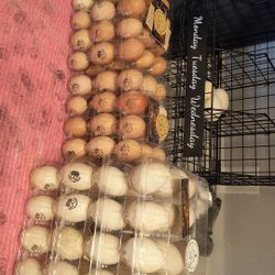 Duck Eggs For Sale 