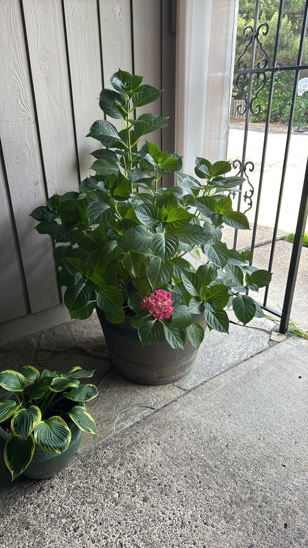 Outdoor Potted Hydrangea Plant.