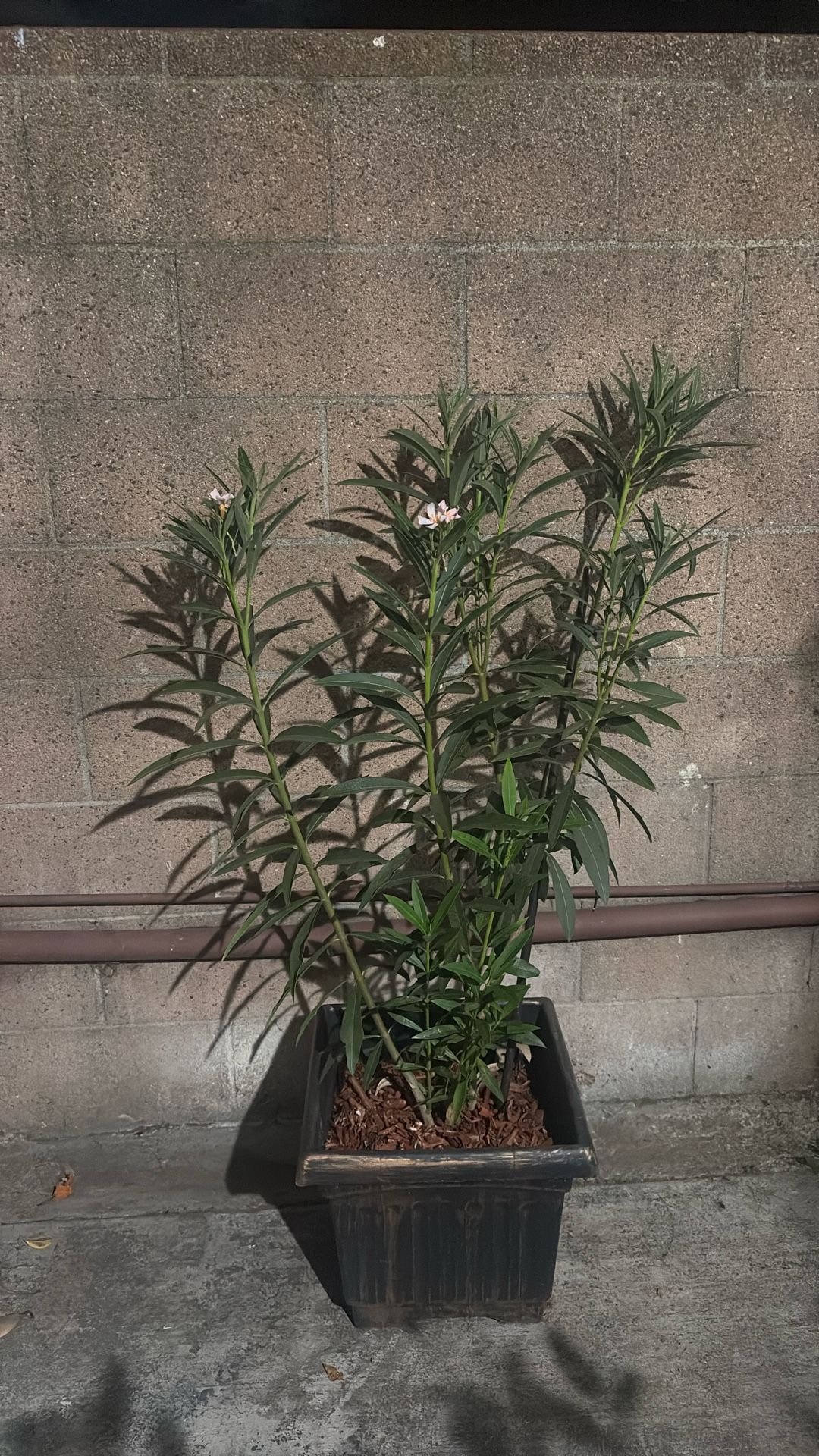 Plant For Garden