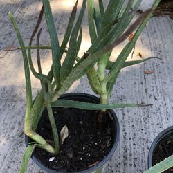 Aloe Vera plants