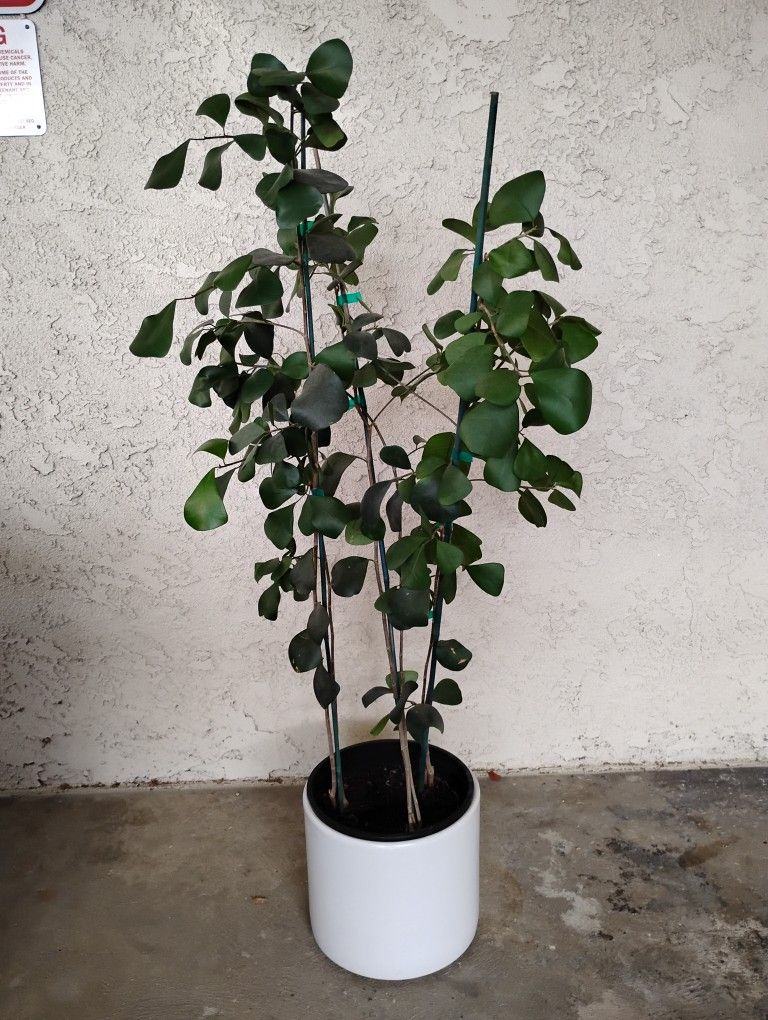Ficus Triangularis Plant 4ft with 10" Ceramic Vase NEW