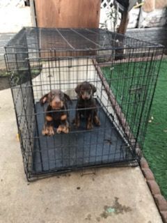 Kennel