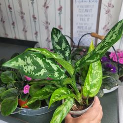 Aglonema Maria- Chinese Evergreen plant