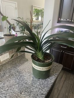 Large Clivia Plant 