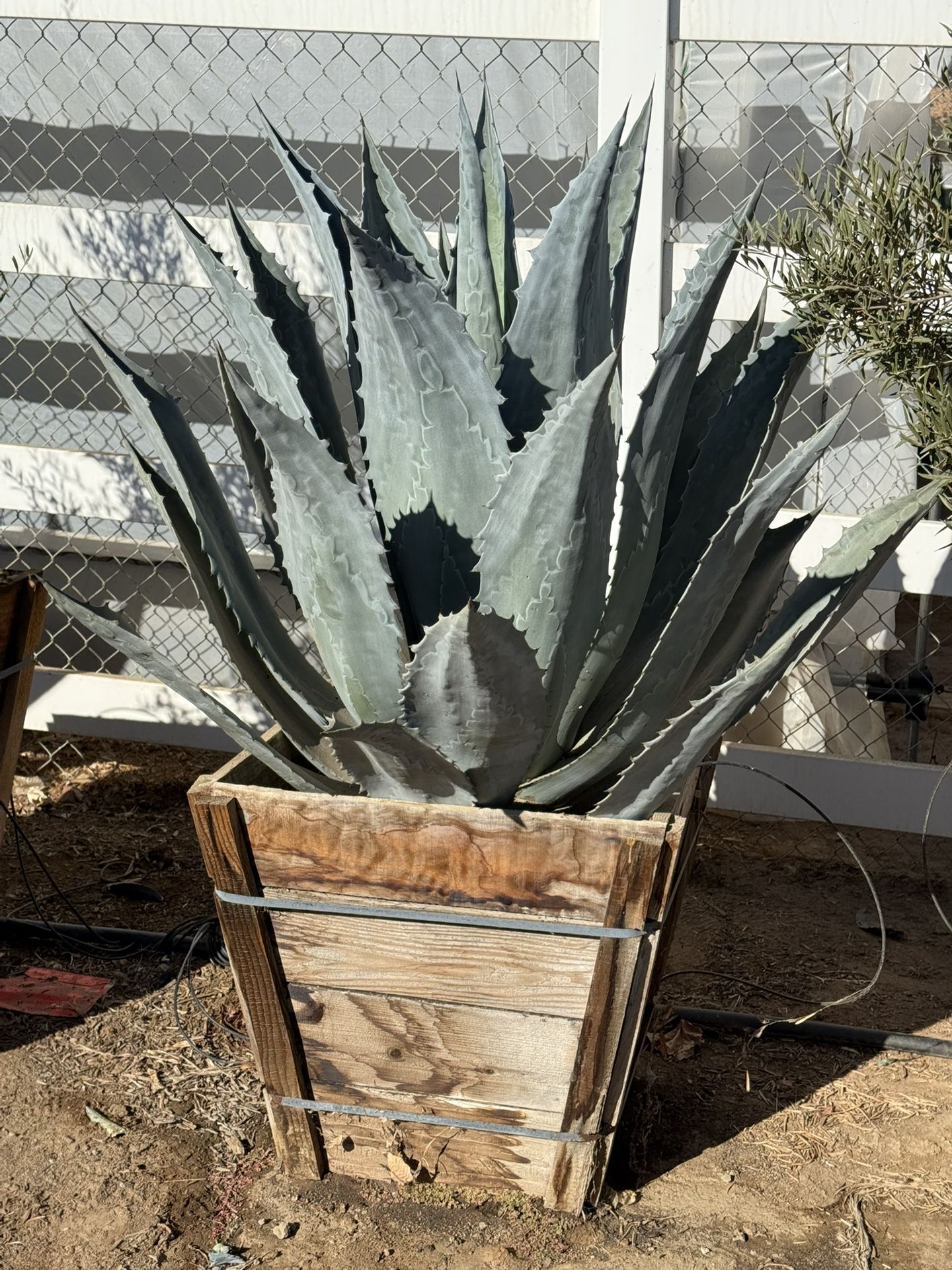 Blue Agave Americana