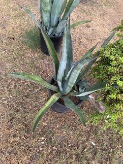 Two Agave And One Elephant Food Plant