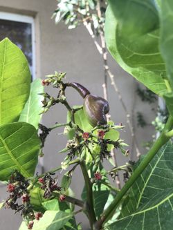 Cashew tree with cashew.