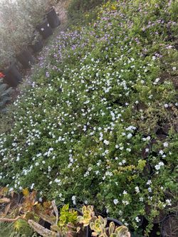 Lantana ground cover