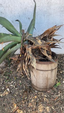 Rustic barrel
