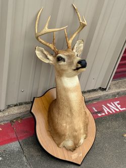 Deer head