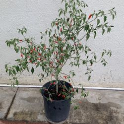 Chili Plant