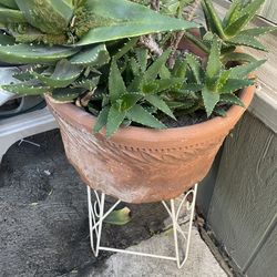 Flower pot with plant included
