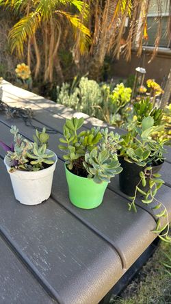 Succulent plants