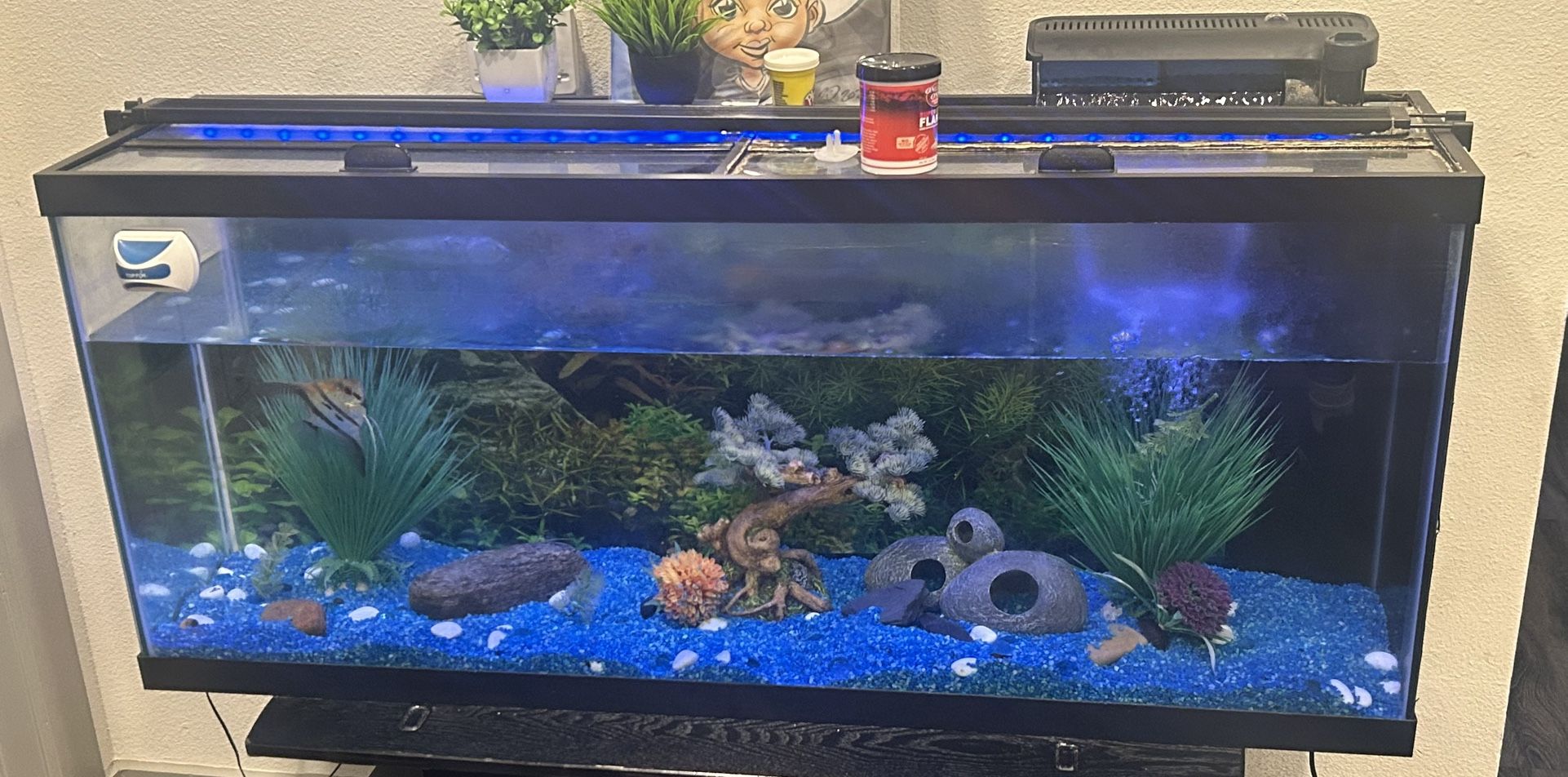 55-75 Gallon Fish Tank