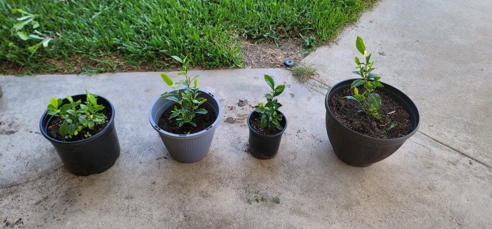 Gardenia Plants