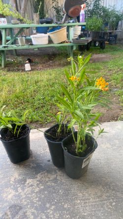 Free milkweed 3 plants