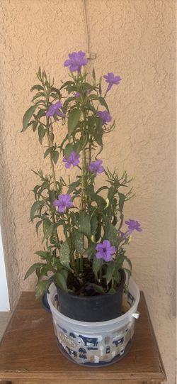 Mexican Purple Petunias. Santa Teresa/westside